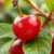 Acerola – jakie ma właściwości i jak wpływa na zdrowie?